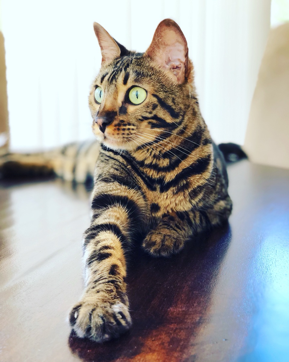Tabby cat resting on a table