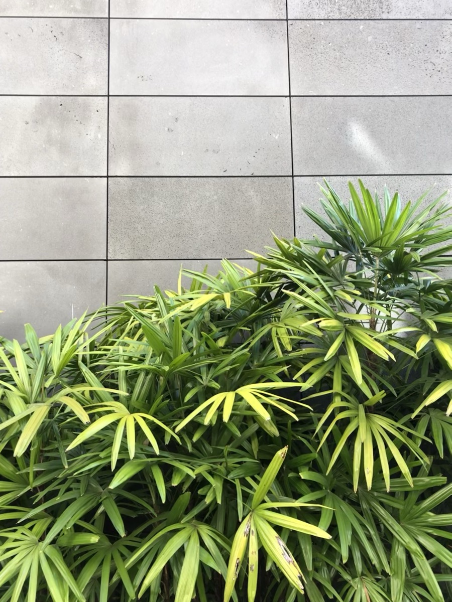 Green foliage against a concrete wall
