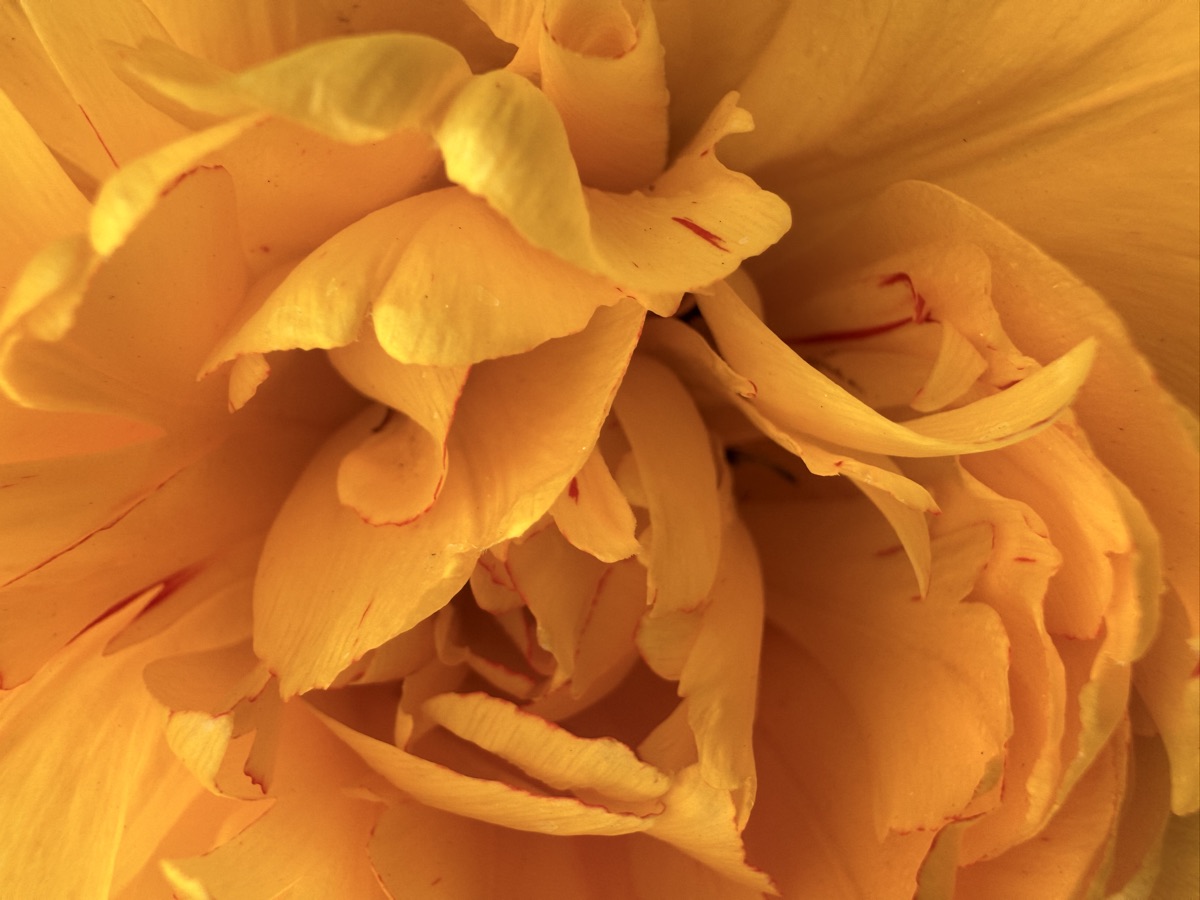 Orange flower in close detail
